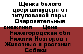 Щенки белого цвергшнауцера от титулованой пары. Очаровательные снежинки . › Цена ­ 25 000 - Нижегородская обл., Нижний Новгород г. Животные и растения » Собаки   . Нижегородская обл.